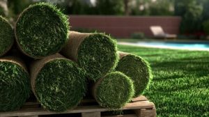  Turf